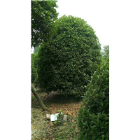 桂花5 