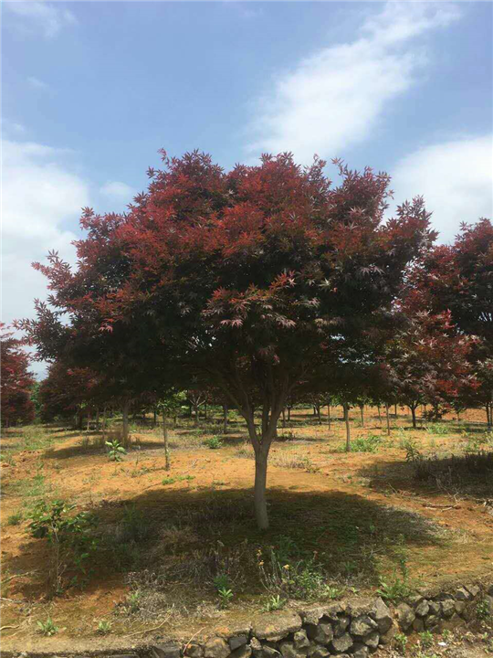 红枫2 