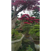 红继木桩头3 