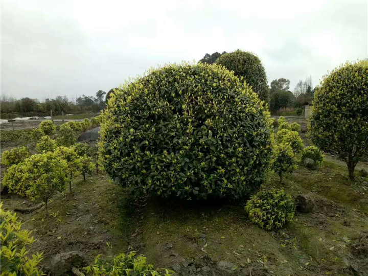 地笼桂花2 