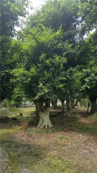 小叶榕2 