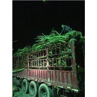 装车现场26 