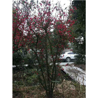 贴梗海棠1 