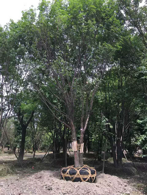 茶条槭1 