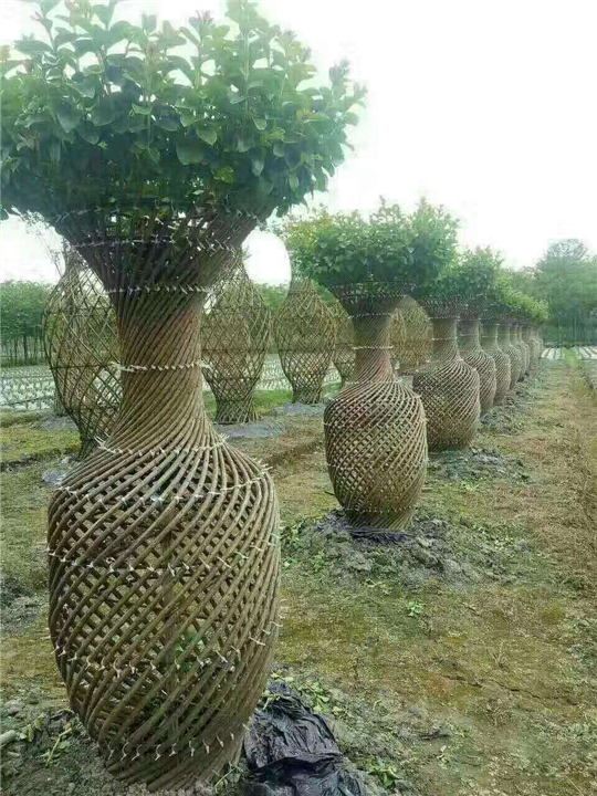 紫薇编制花瓶5 