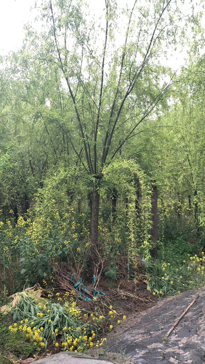 柳树5 
