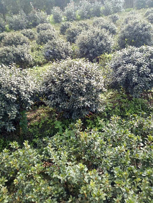 杜鹃球2 