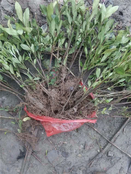 栀子花1 