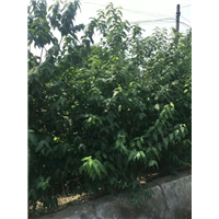 丛生腊梅3 