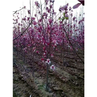红花玉兰1 
