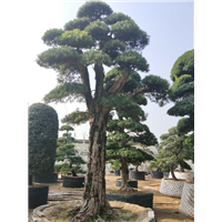 罗汉松造型5 