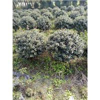 杜鹃球3 