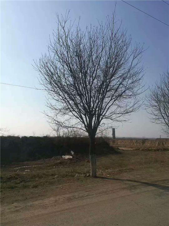 国槐1 