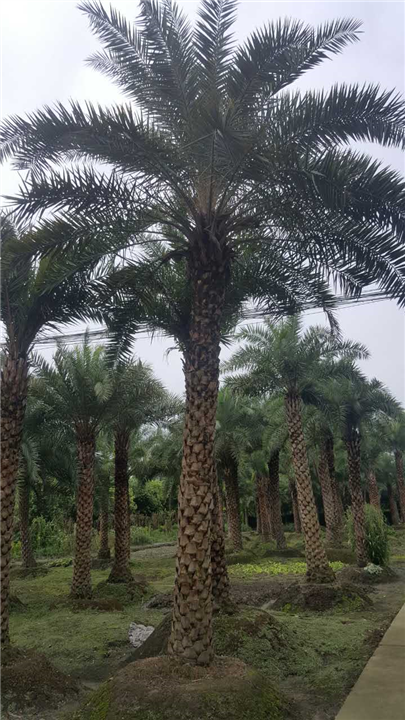 银海枣5 
