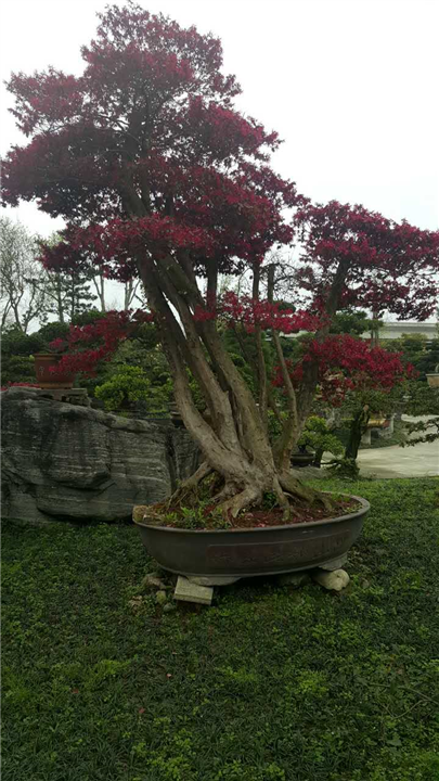 红继木桩头1 