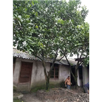 香泡 