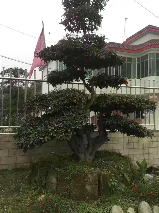 金弹子桩头3 
