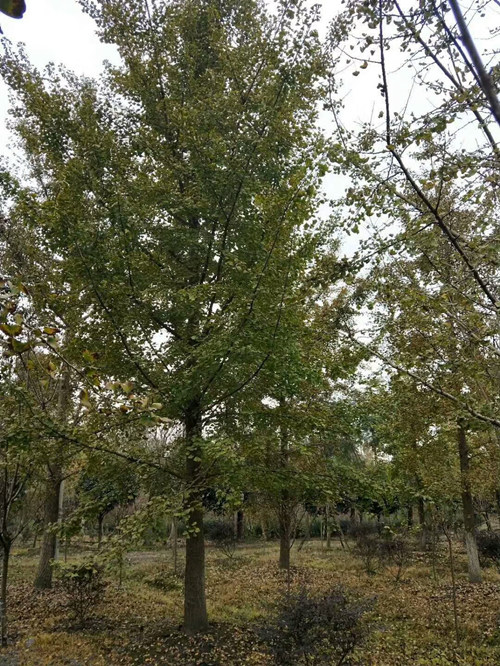 银杏8 