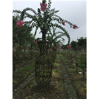 紫薇造型花瓶4 