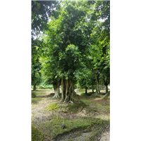 小叶榕1 