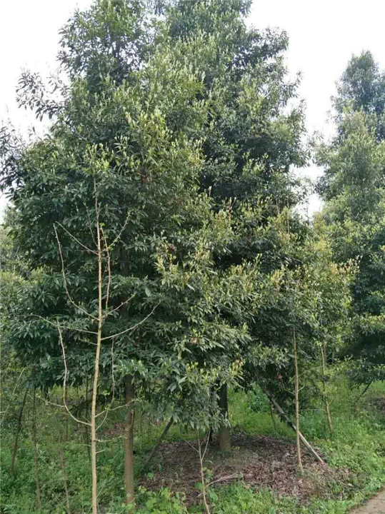 桢楠2 