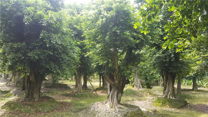 小叶榕3 
