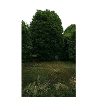 桂花4 