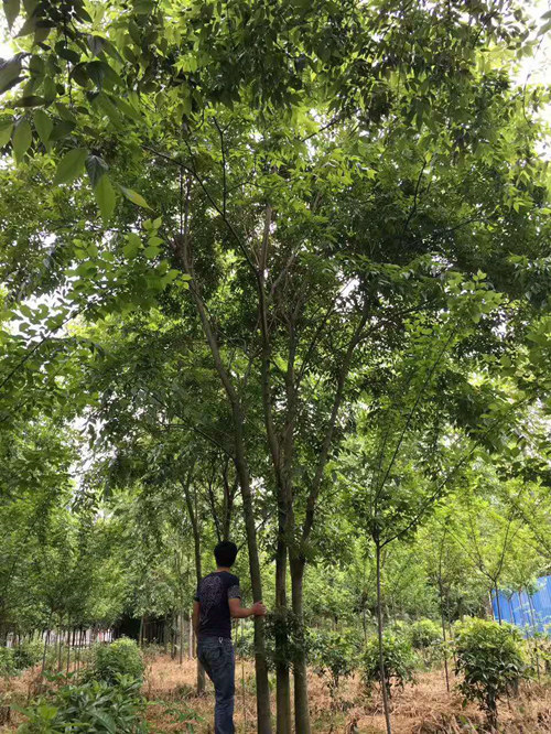 丛生朴树2 