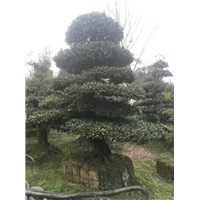 金弹子桩头2 