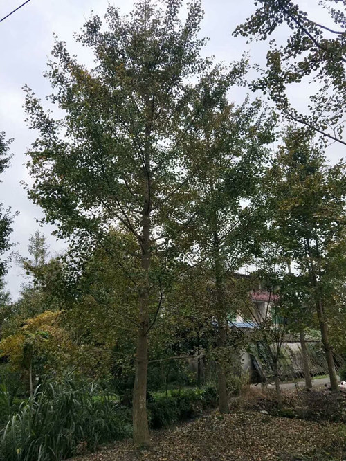 银杏13 