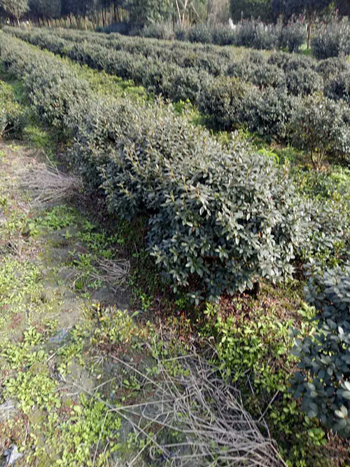 杜鹃球9 