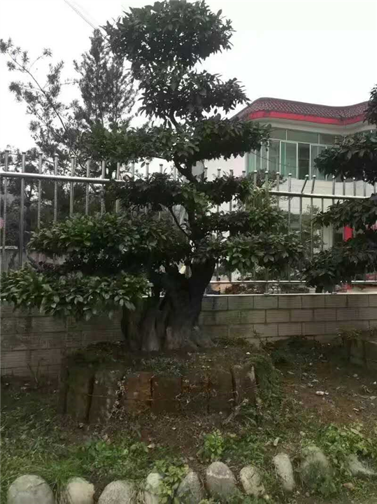 金弹子桩头4 