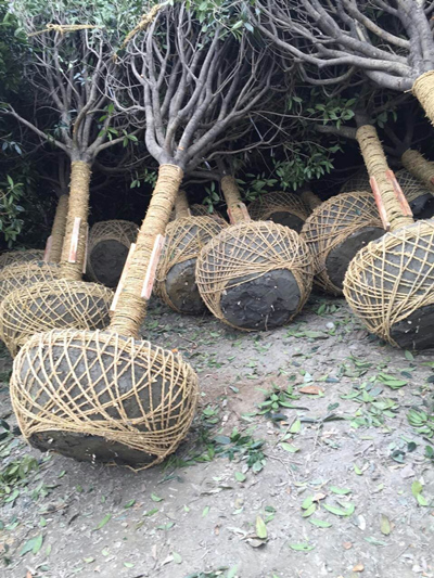 装车现场11 