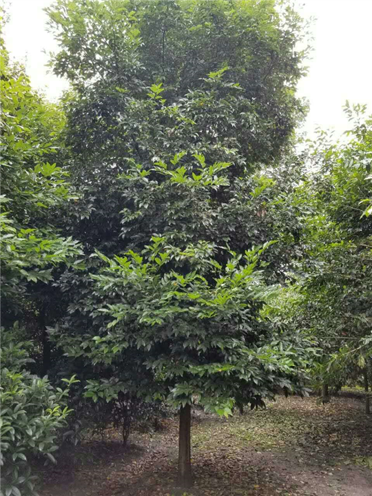 天竺桂2 