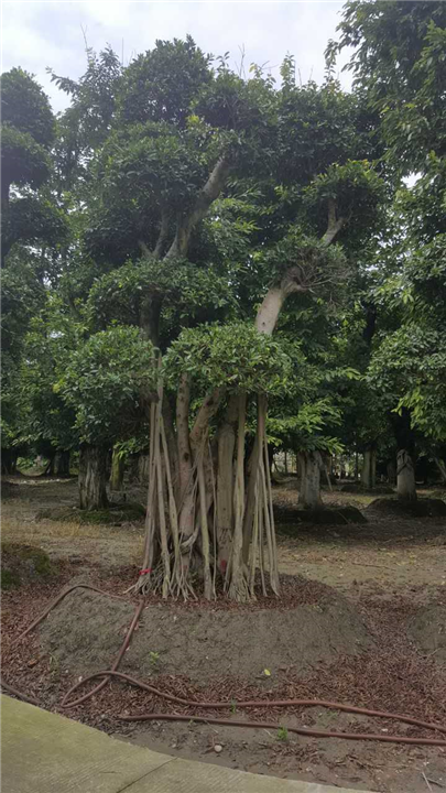 小叶榕桩头1 