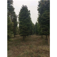 桢楠1 