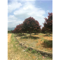 红枫1 