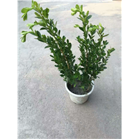 小叶黄杨 