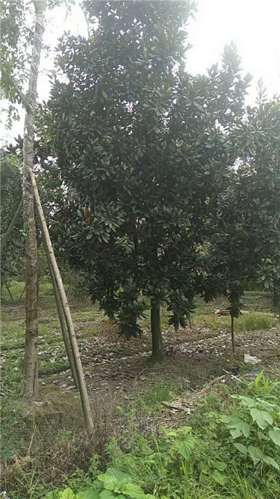 广玉兰4 