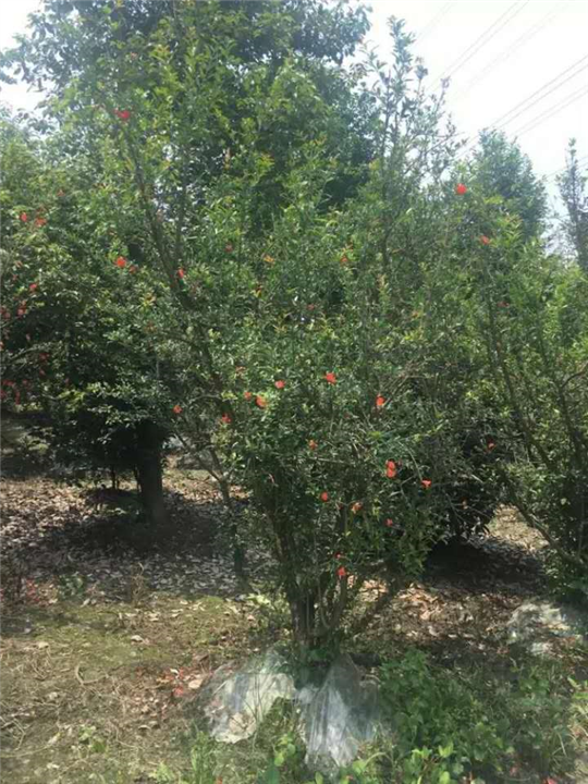 花石榴1 
