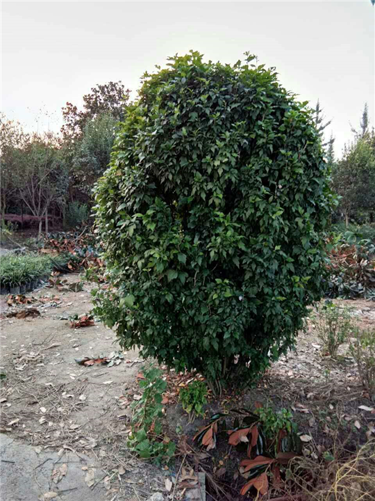 木槿球 