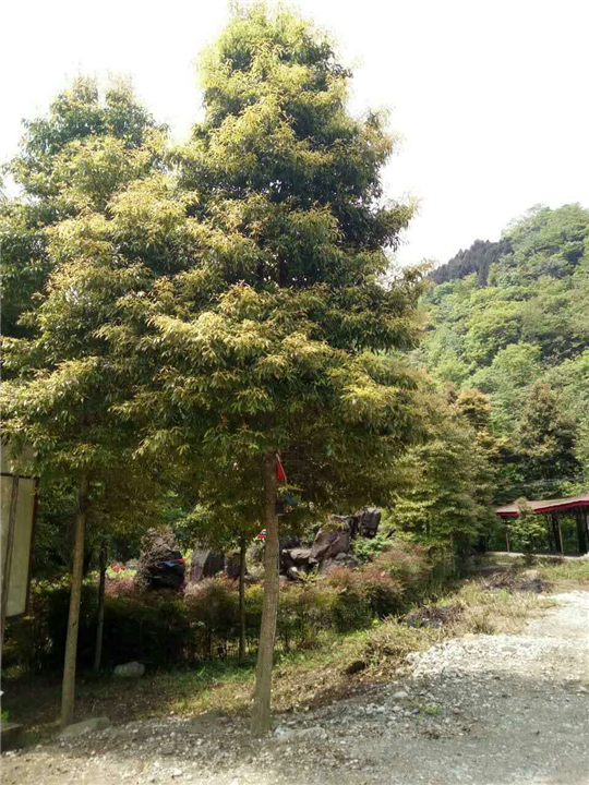 桢楠5 