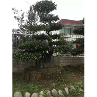 金弹子桩头4 