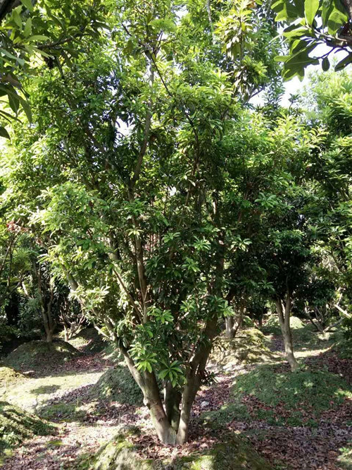 杨梅2 