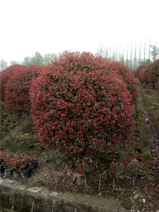 红叶石楠球3 