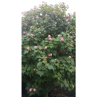 木芙蓉1 
