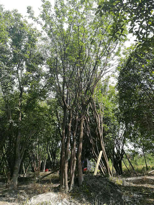 茶条槭5 
