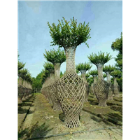 紫薇编制花瓶6 