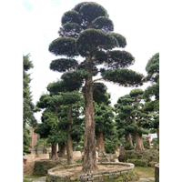 罗汉松造型8 