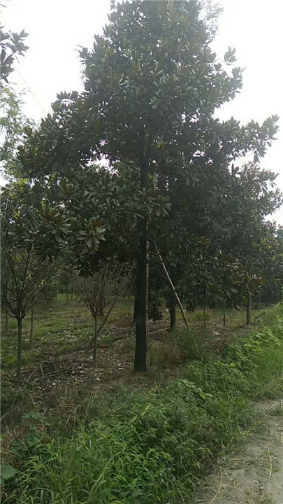 广玉兰3 